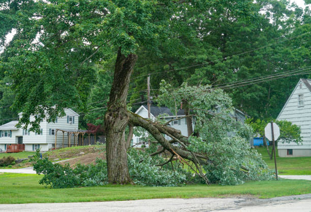 Trusted Anadarko, OK  Tree Services Experts